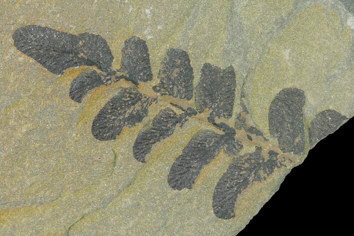 Pennsylvanian Fossil Fern (Neuropteris) Plate - Kentucky #142401